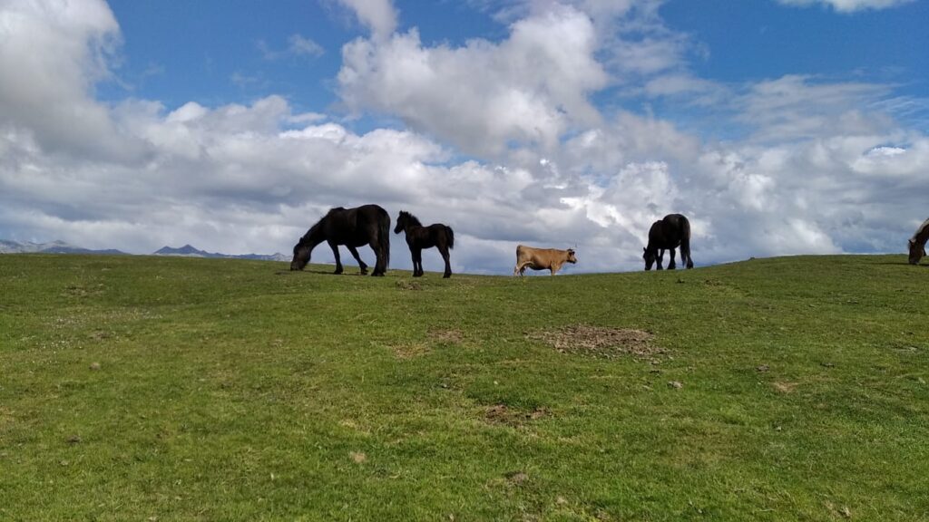caballos en la pradera
