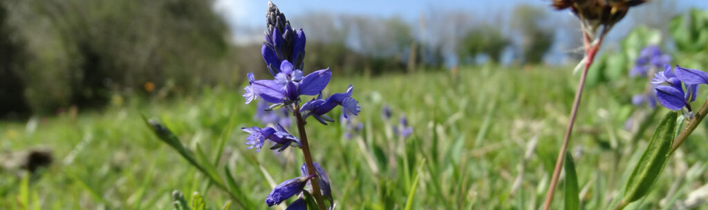 Polygala
